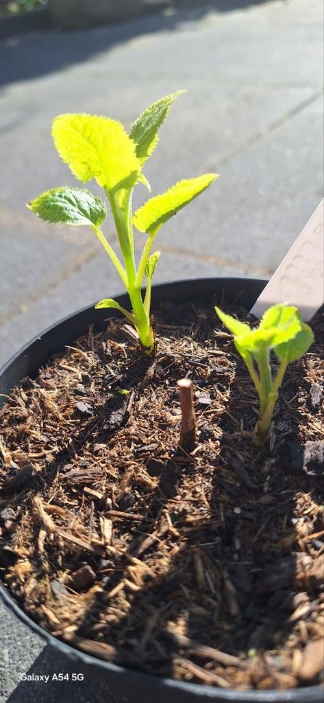 Hortensia Annabel, Tuin en Terras, Planten | Tuinplanten, Vaste plant, Halfschaduw, Zomer, Ophalen