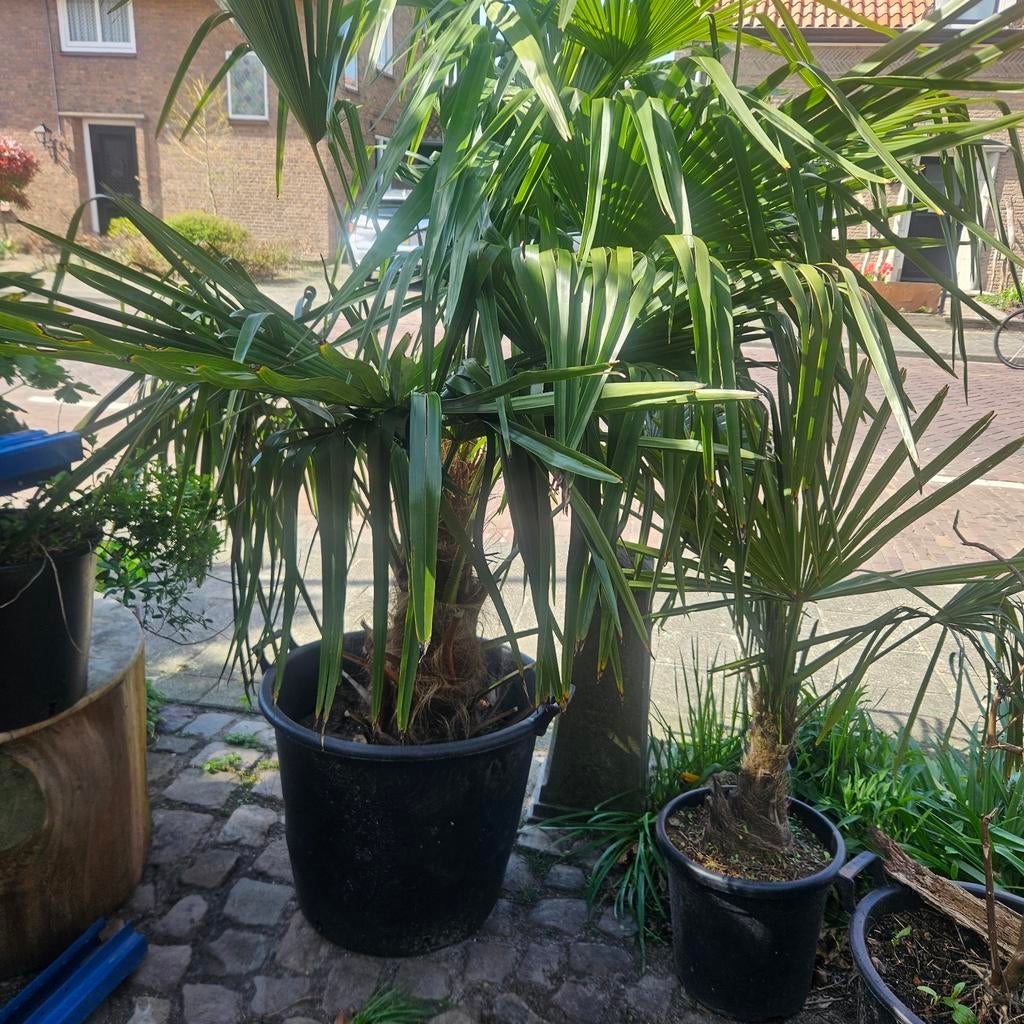 Winterharde palmen in pot prijs per stuk, Ophalen of Verzenden, Overige soorten, Volle zon