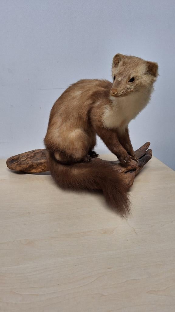 Opgezette Steenmarter op Houten Sokkel, Verzamelen, Dierenverzamelingen, Ophalen, Opgezet dier