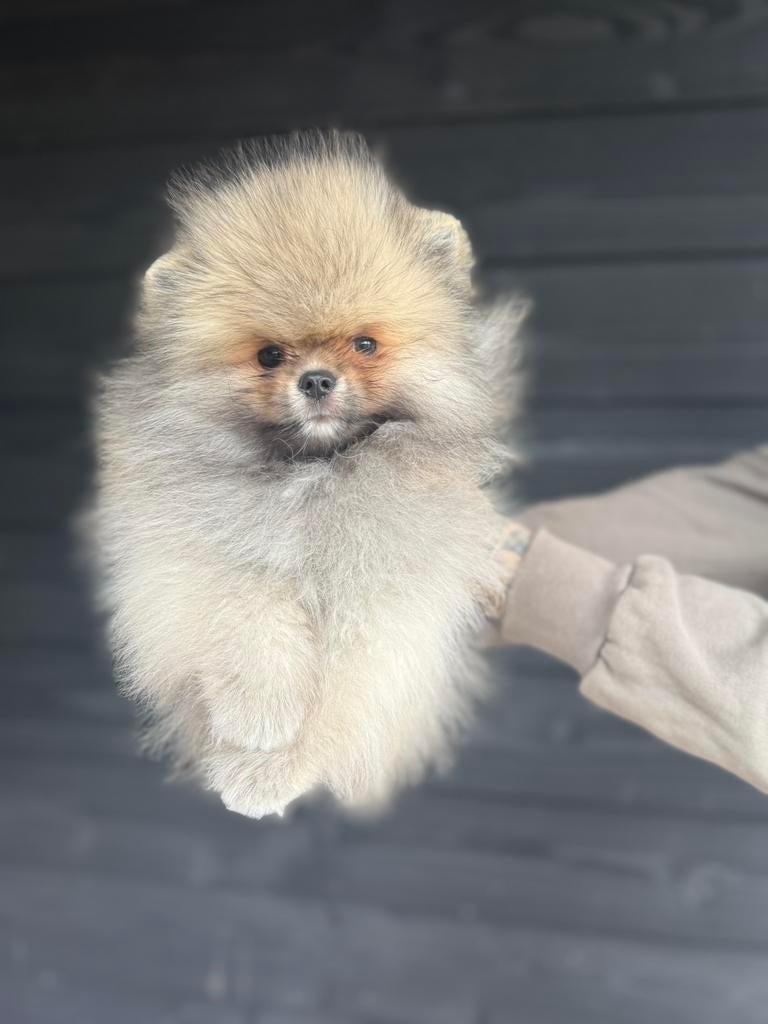 FCI STAMBOOM Bear face type | Cream sable, Dieren en Toebehoren, Fokker | Hobbymatig, Keeshond, Reu, 8 tot 15 weken