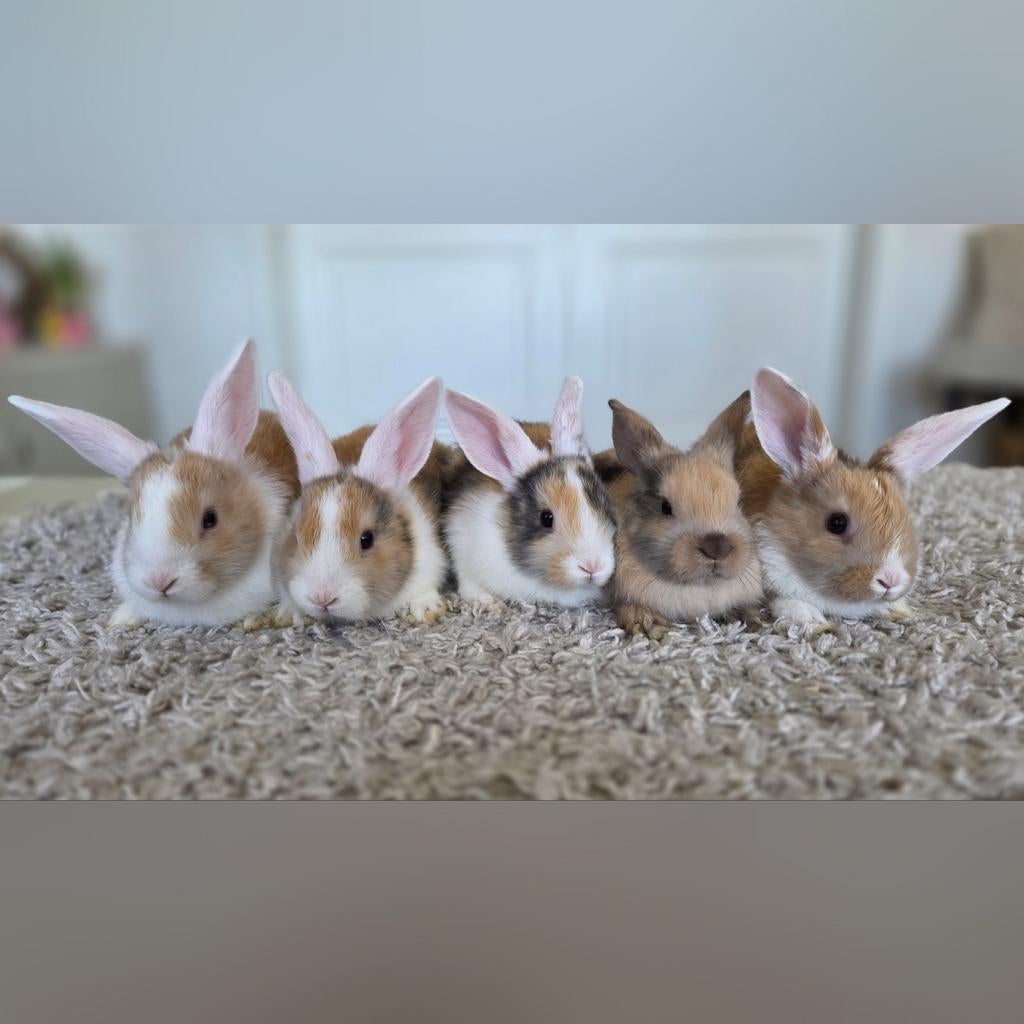 Prachtige hangoor konijntjes, Dieren en Toebehoren, Konijnen, Meerdere dieren, Dwerg