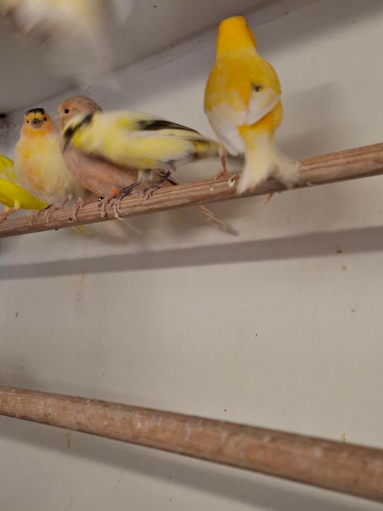 Te koop div koppels kanaries, Meerdere dieren, Kleurkanarie