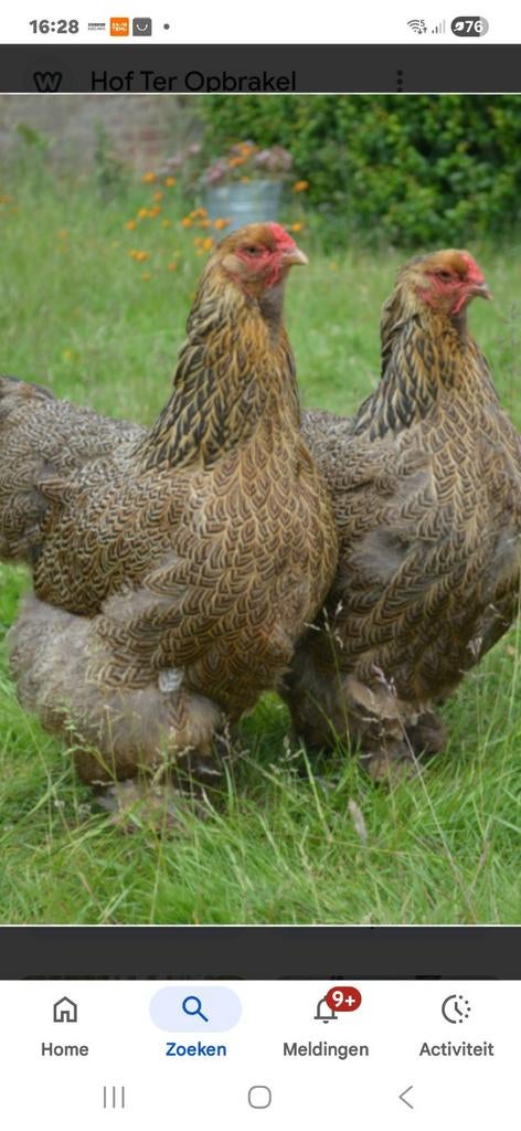 Jonge bruine brama haan., Dieren en Toebehoren, Pluimvee, Mannelijk, Kip
