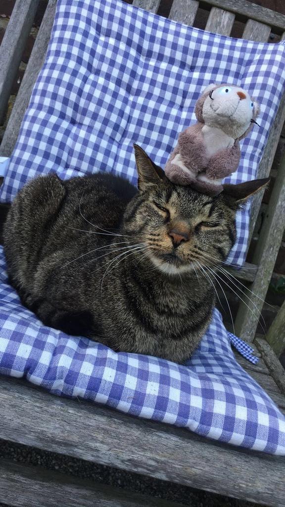 GEZOCHT! Lieve kitten voor in nieuw huisje, Dieren en Toebehoren, Katten en Kittens | Overige Katten, Meerdere dieren, Kortharig