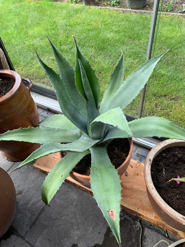 Grote agave, Ophalen, Overige soorten, Volle zon