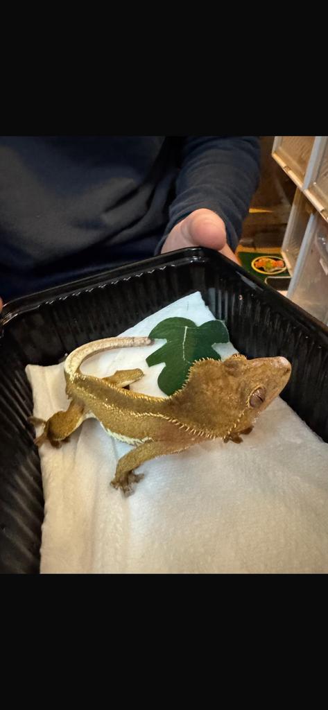 Wimper Gekko Phantom LW male Crested Gecko - unknown for sale from n7rtdhy9k2