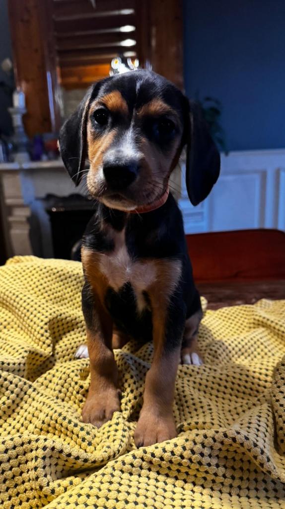 Prachtige kruising pups, Parvo, 8 tot 15 weken, Meerdere, Meerdere dieren