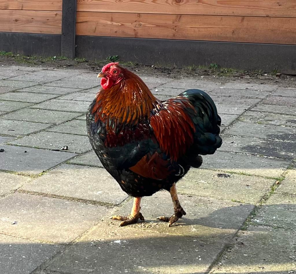 Wyandotte haan (3x), Dieren en Toebehoren, Pluimvee, Mannelijk, Kip