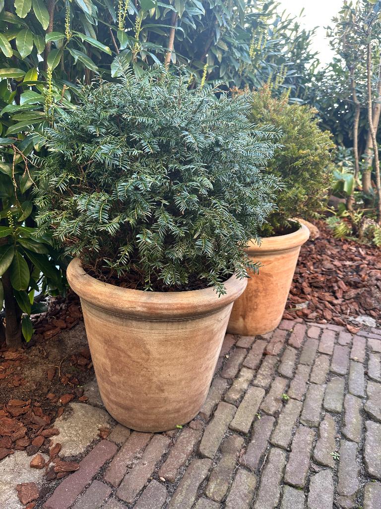 Terracotta bloempot 2 x met taxus baccata bol, Ophalen, 40 cm of meer, Rond, Zo goed als nieuw