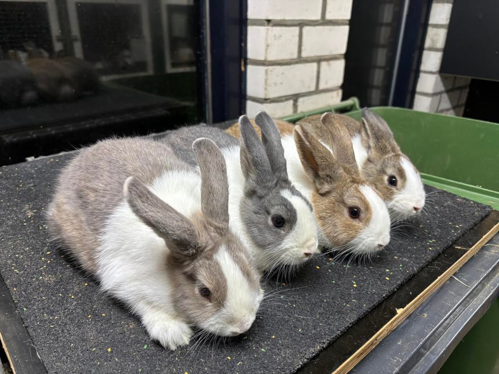 Raskonijnen: Hollander, Gouwenaar, kl Zilver, Kl Lotharinger, Meerdere dieren, Klein, 0 tot 2 jaar