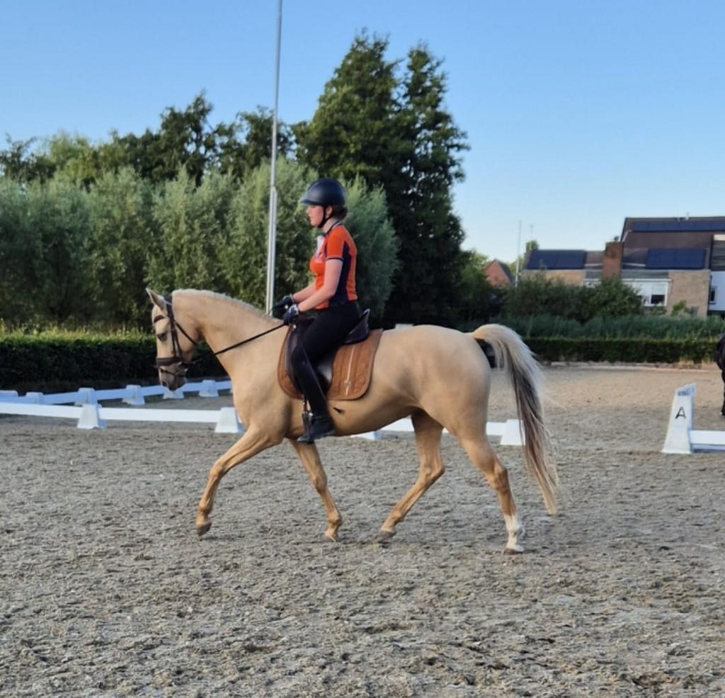 RUITER & PAARDENTRAINER AANGEBODEN, Ophalen