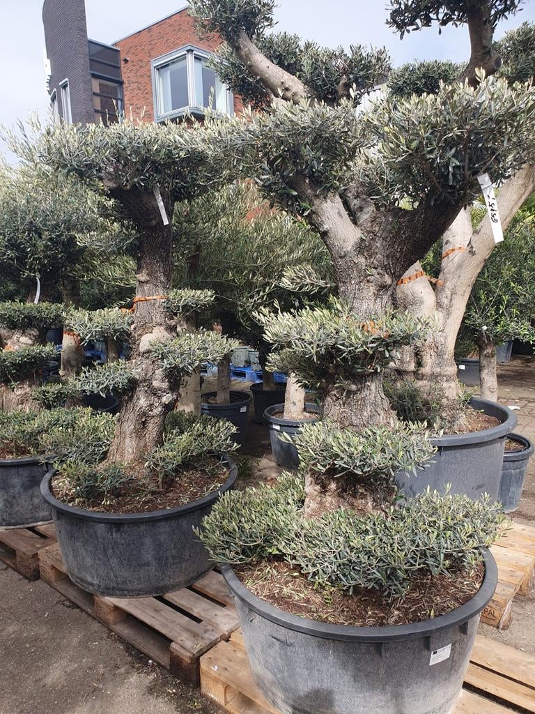Olijfbomen pon pon, Tuin en Terras, Planten | Bomen, Lente, 100 tot 250 cm, Olijfboom, Ophalen