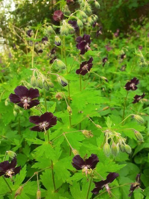 Geranium Phaeum - Donkere Ooievaarsbek - bijenplant, Tuin en Terras, Planten | Tuinplanten, Overige soorten, Vaste plant, Ophalen of Verzenden