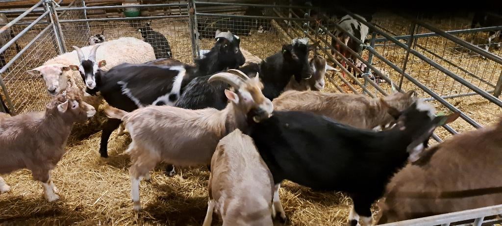 meerdere 1 jarige bokken te koop cae en cl vrij, Mannelijk, Geit, 0 tot 2 jaar