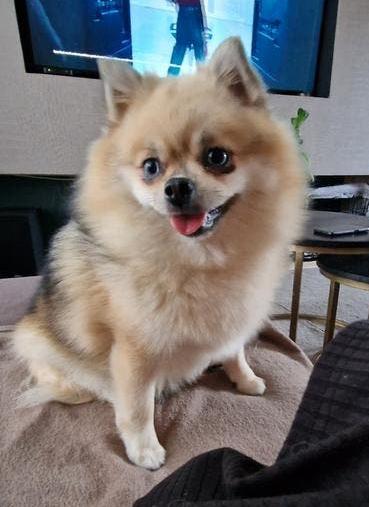 Gouden mandje, Dieren en Toebehoren, Honden | Poolhonden, Keeshonden en Oertypen, Overige rassen, Teef, Parvo, Eén hond