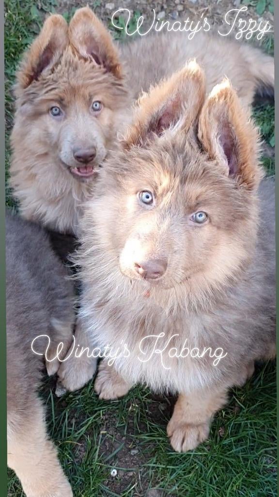 Langhaar isabella (lilac) kleur Duitse Herders, Dieren en Toebehoren, Honden | Herdershonden en Veedrijvers, 8 tot 15 weken, Buitenland