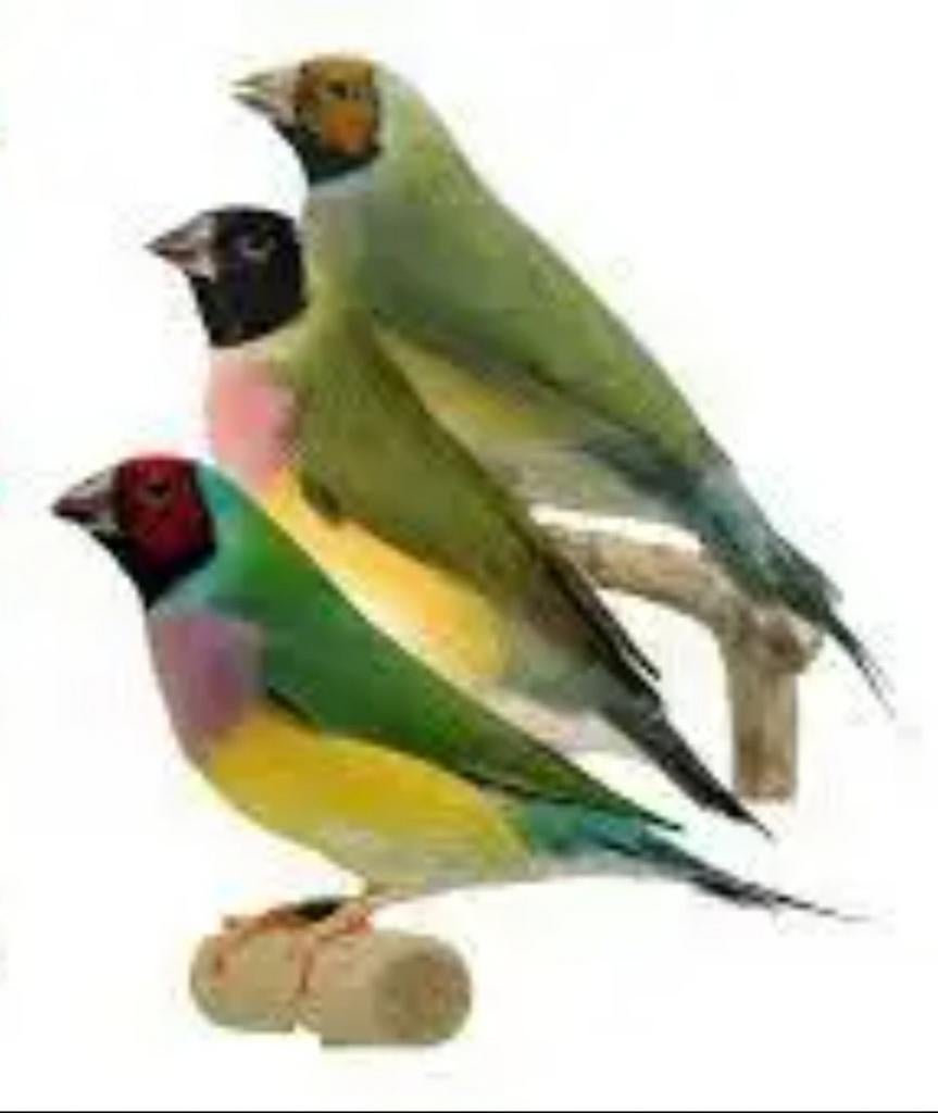 Goulds popjes gezocht, Dieren en Toebehoren, Vogels | Overige Vogels, Vrouwelijk