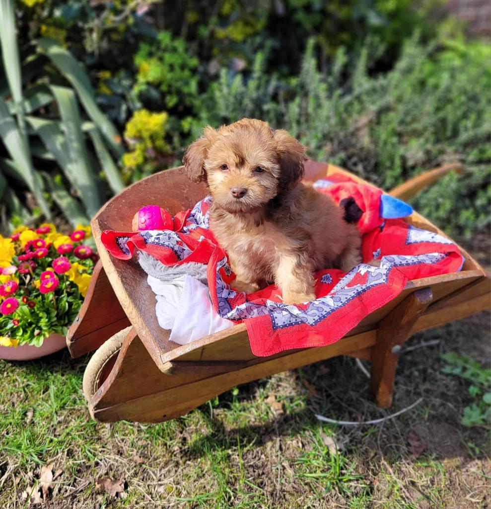 Leuke boomer pups te koop!, Parvo, 8 tot 15 weken, Meerdere, Meerdere dieren