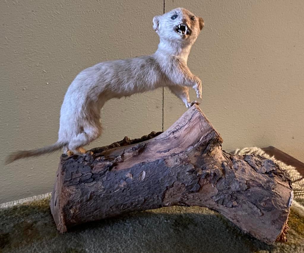 Hermelijntje opgezet, Verzamelen, Dierenverzamelingen, Ophalen of Verzenden, Zo goed als nieuw, Opgezet dier