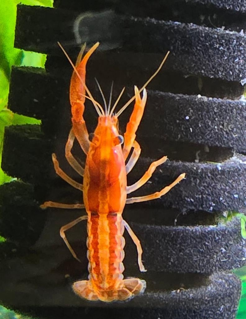 JONGE CPO-KREEFTJES VOOR IN HET AQUARIUM, Dieren en Toebehoren, Vis