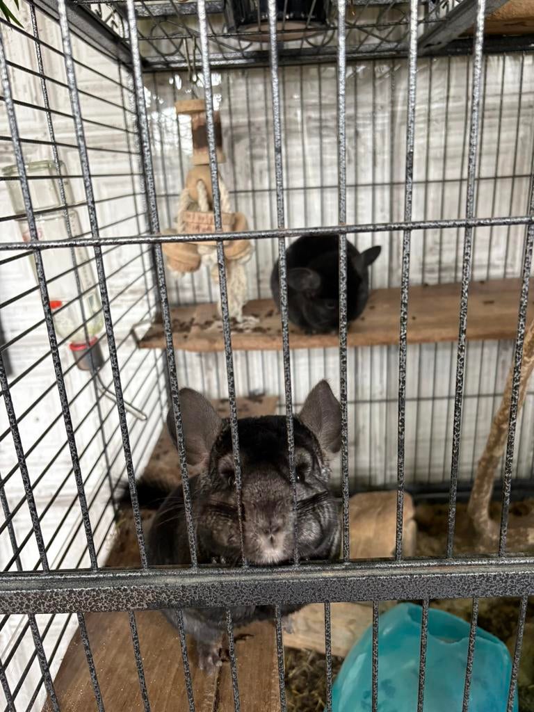 Black velvet chinchilla’s, Augustus, Meerdere dieren, Chinchilla
