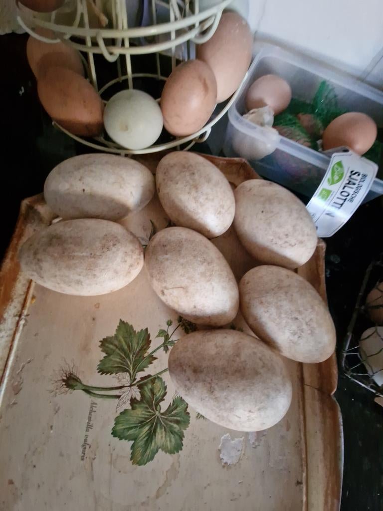 Broedeieren grauwe gans, Dieren en Toebehoren, Pluimvee, Geslacht onbekend, Kip