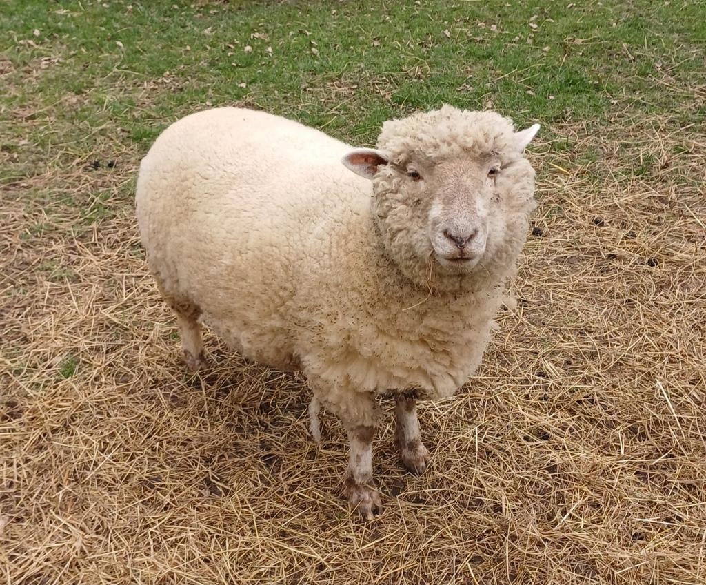 Jonge ooi, Hampshire down x Suffolk, Dieren en Toebehoren, Vrouwelijk, Geit