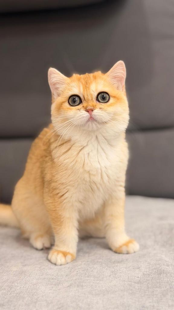 BKH Met Stamboom, Meerdere dieren, Met stamboom, 0 tot 2 jaar