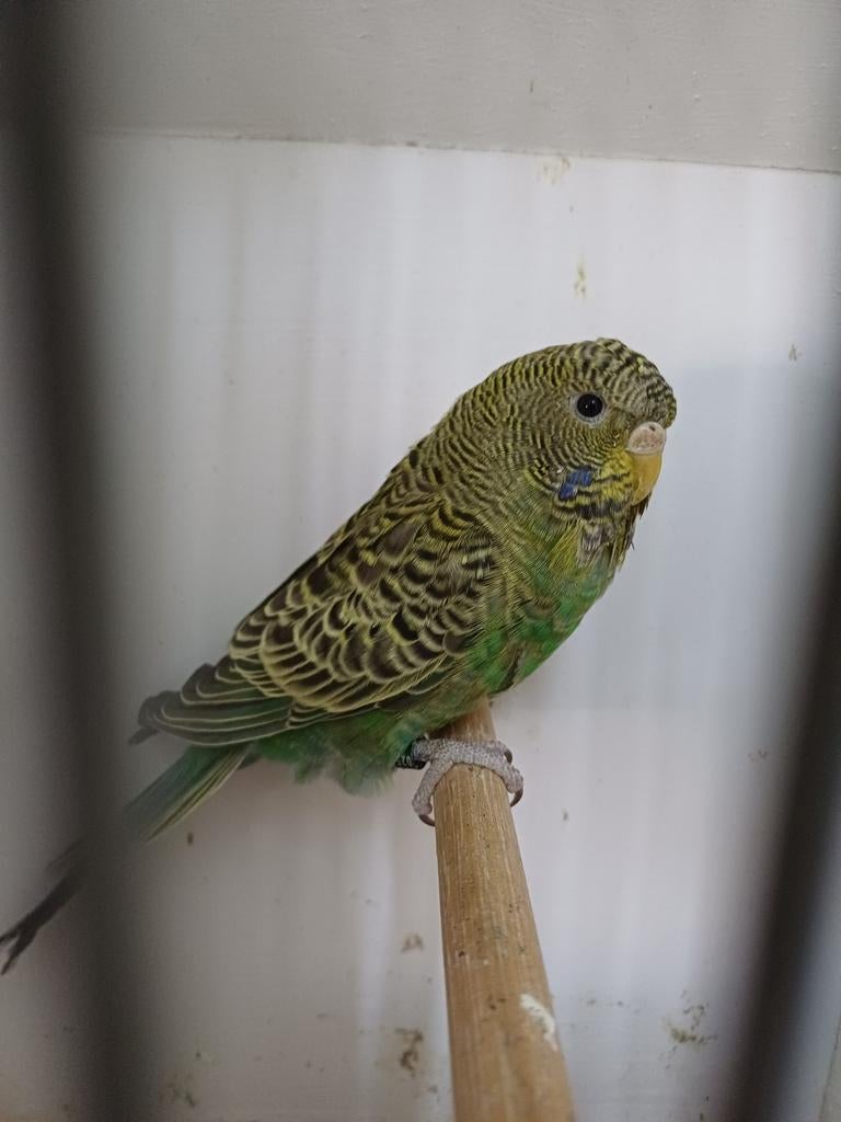 Blackface jonge pop 2026, Vrouwelijk, Parkiet