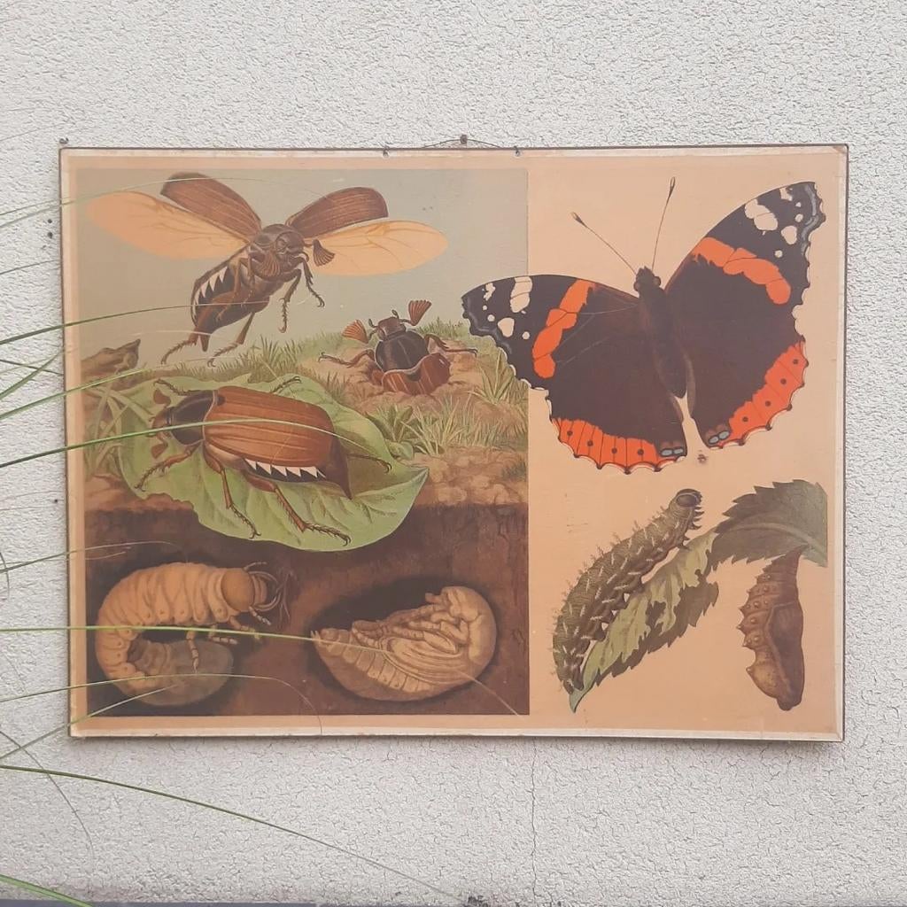 antieke schoolplaat insecten / vlinder thema, Ophalen of Verzenden