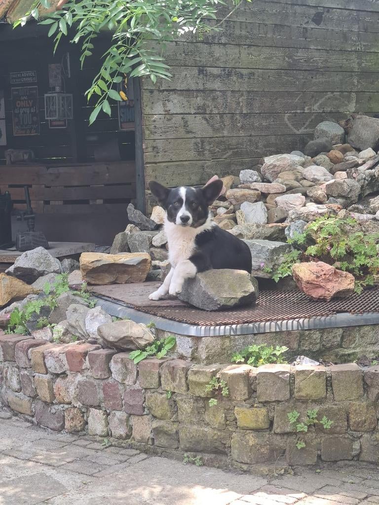 Welch corgi dekreu, Parvo, Eén hond, 3 tot 5 jaar, Nederland