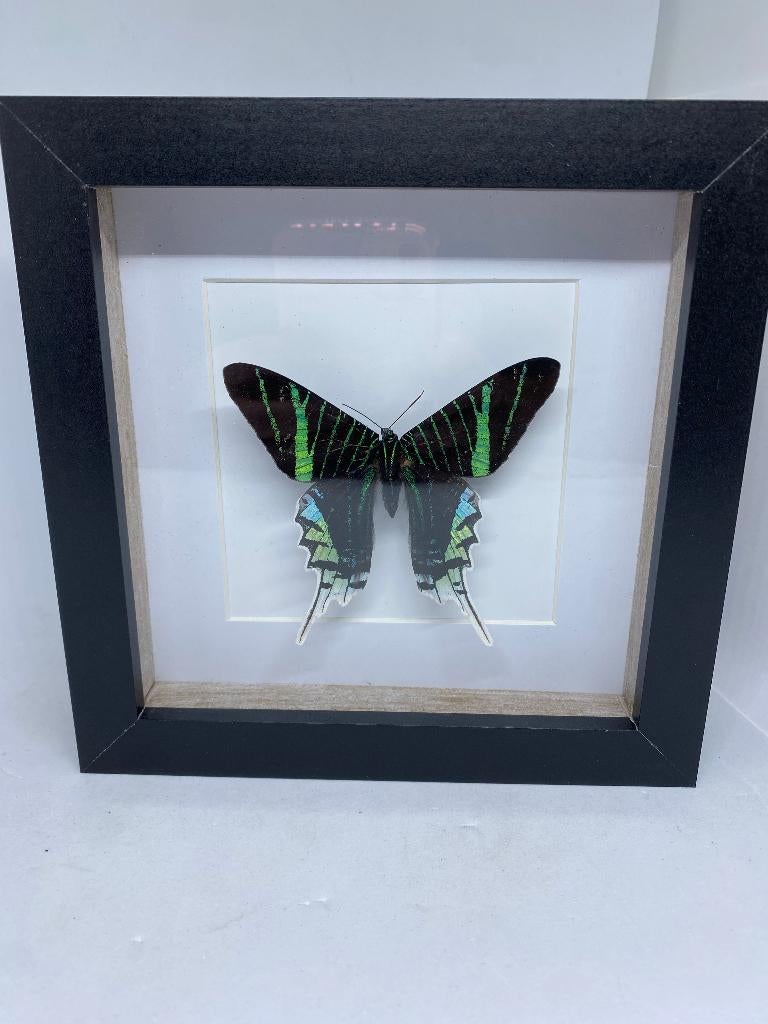 vlinder  Urania Leilus, Ophalen of Verzenden, Nieuw, Insect, Opgezet dier