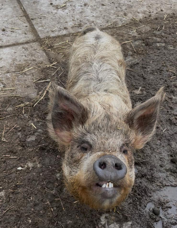 2 Kune Kune varkens aangeboden, Dieren en Toebehoren, Schapen, Geiten en Varkens, Vrouwelijk, Varken, 3 tot 5 jaar