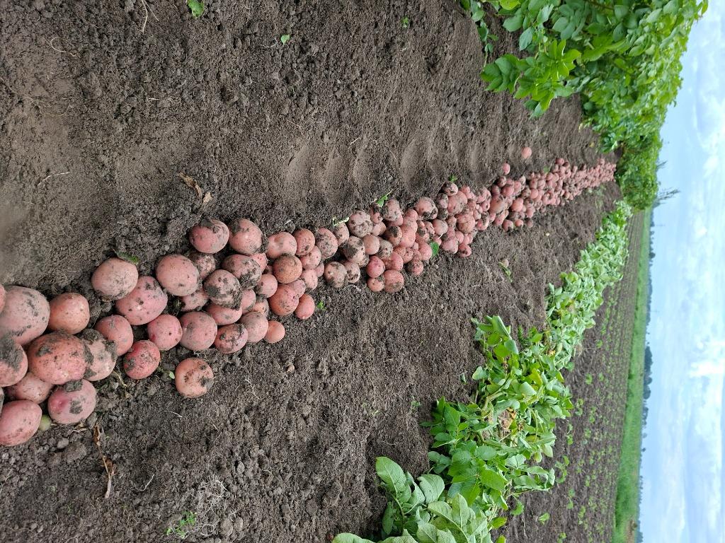 Bildtstar aardappel, Ophalen