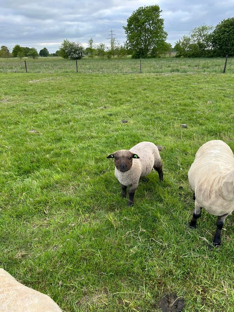 Gezocht grasland voor schapen, Dieren en Toebehoren, Meerdere dieren, Schaap