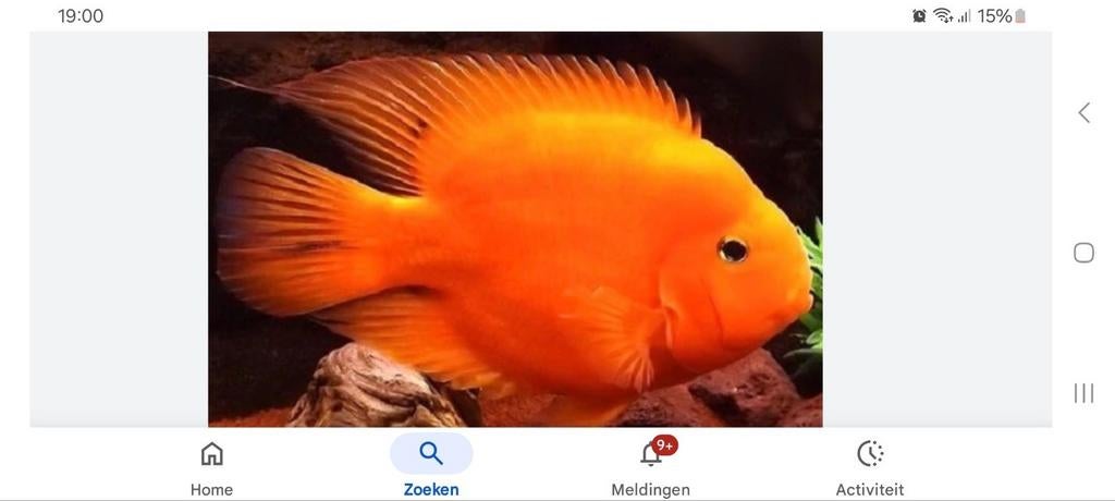 Gezocht papegaai (parrot) cichliden, Dieren en Toebehoren, Ophalen of Verzenden, Golfballen frl, Marcel.weiland@hotmail.com, Uilenburgstate