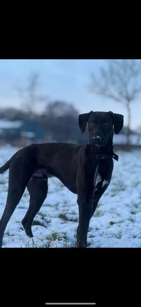 Super lieve kruising Duitse staande reu, Dieren en Toebehoren, Duitse Staande hond, Reu, 1 tot 2 jaar, Parvo