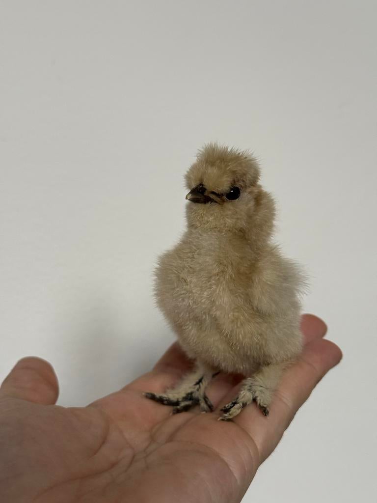 USA zijdehoen eendagskuikens 🐥🐥🐥, Dieren en Toebehoren, Geslacht onbekend, Kip