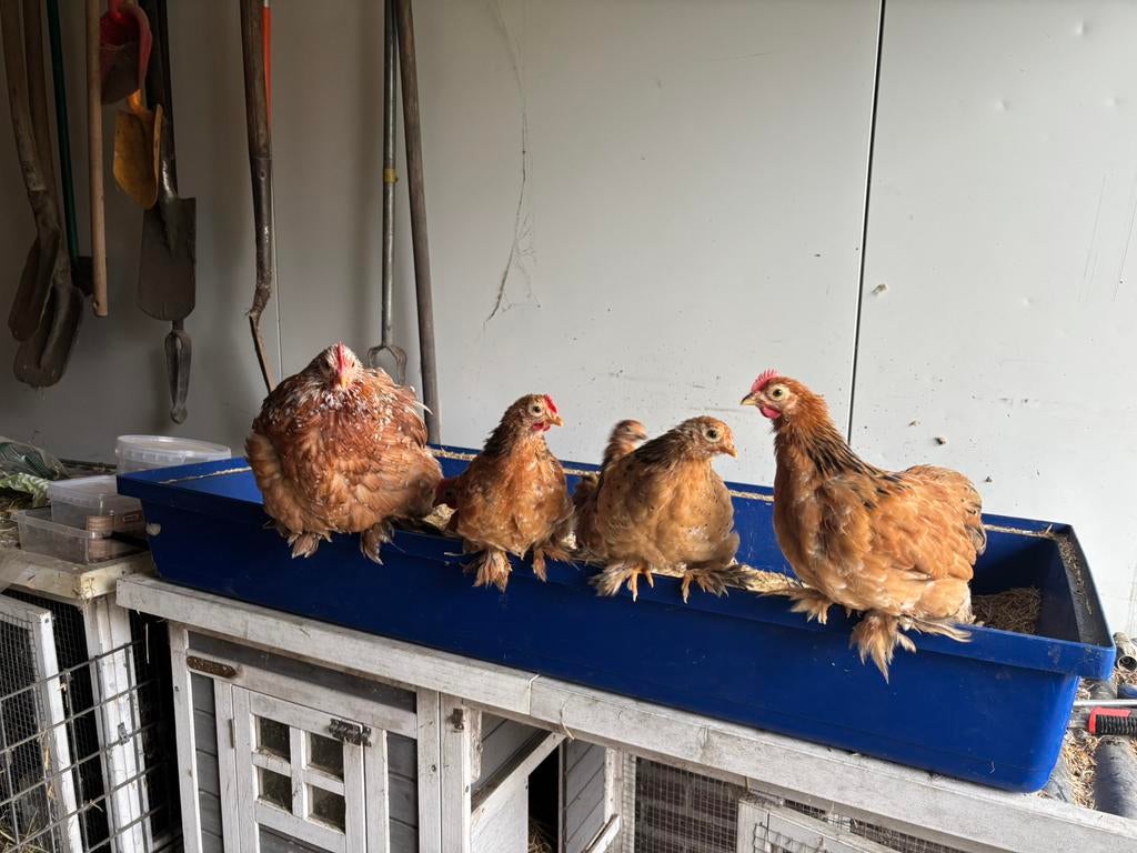 Mooie Cochin kriel kuikens, Meerdere dieren, Kip