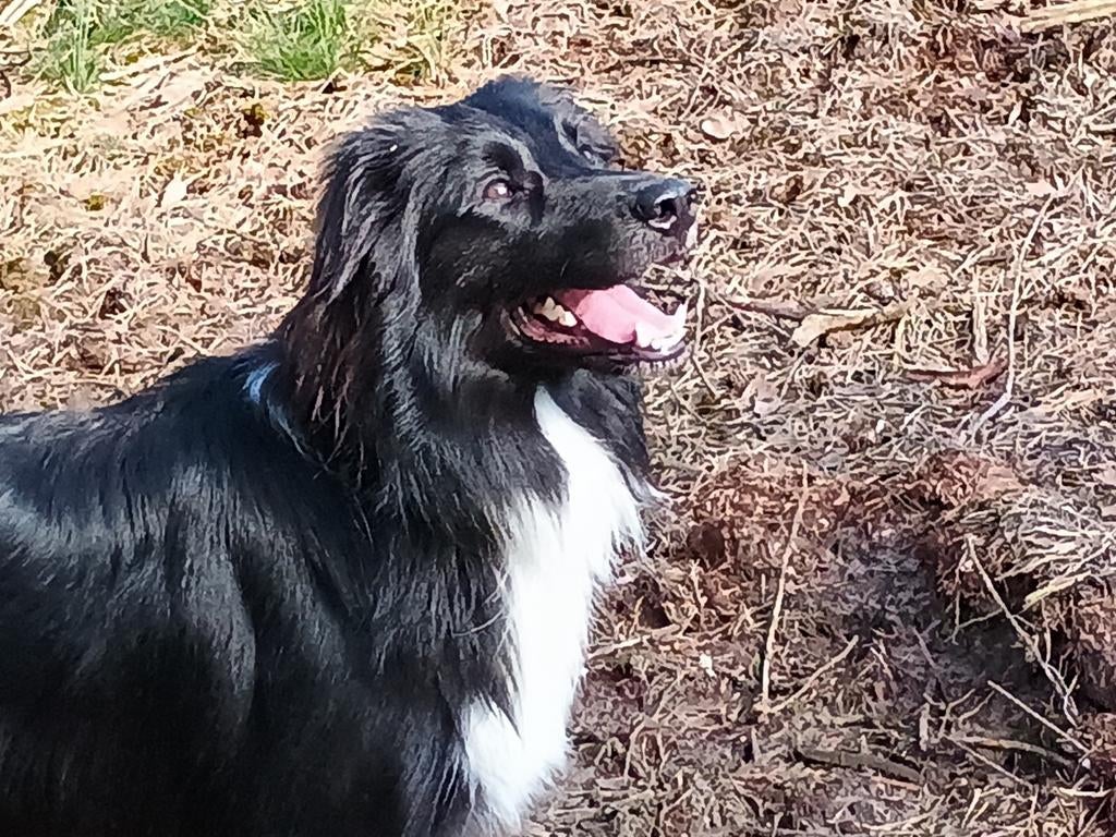 BorderCollie dekreu. Gezond, Fit, Knuffelkont,Rustig,Trouw, Dieren en Toebehoren, Honden | Dekreuen, Reu, Eén hond, 3 tot 5 jaar