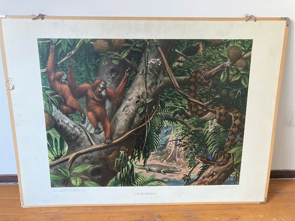 Schoolplaat op Borneo, Ophalen of Verzenden, Natuur en Biologie