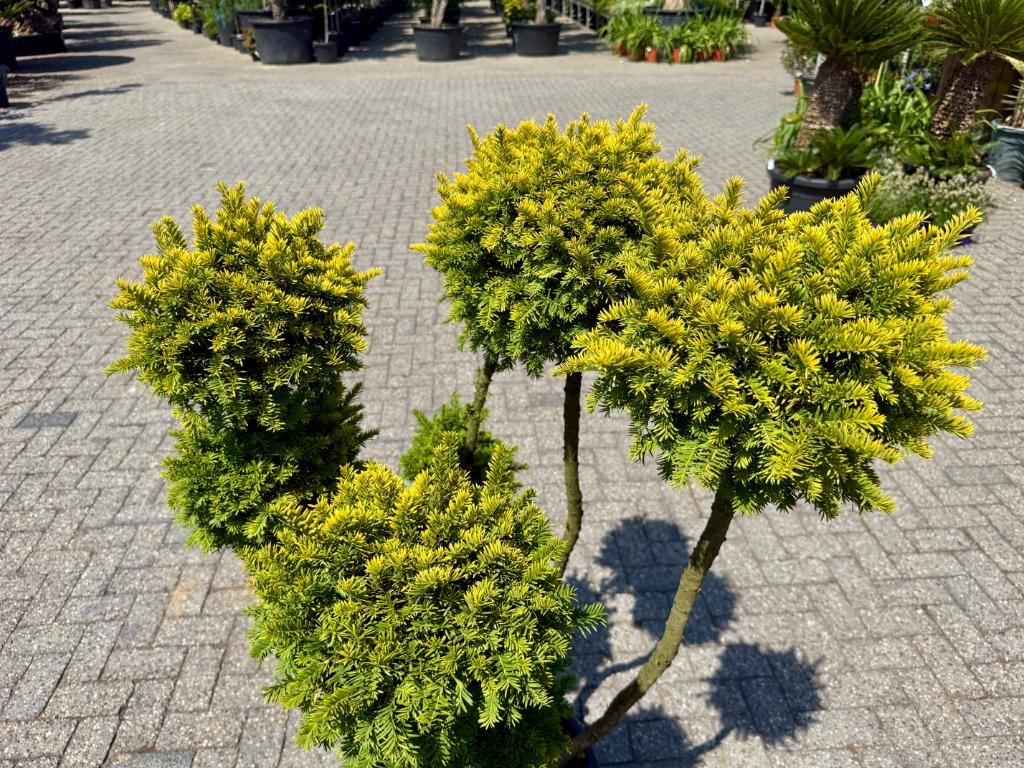 Taxus baccata Semperaurea tuinbonsai / pon pon te koop!!, Bloeit niet, Minder dan 100 cm, Volle zon, In pot
