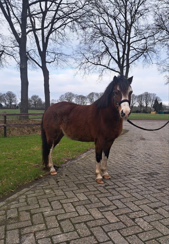 Mooie welsh pony te koop, Dieren en Toebehoren, Pony's, Merrie, B pony (1.17m tot 1.27m), 7 tot 10 jaar, Met stamboom