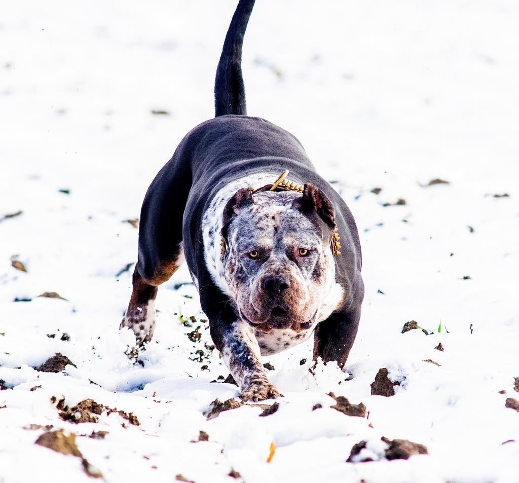 American Bully XL - Dekreu, Parvo, Reu, 1 tot 2 jaar, Eén hond