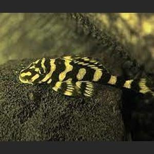 L168 xxl - Butterfly Pleco - algeneter-Koidream Valburg, Vis, Zoetwatervis