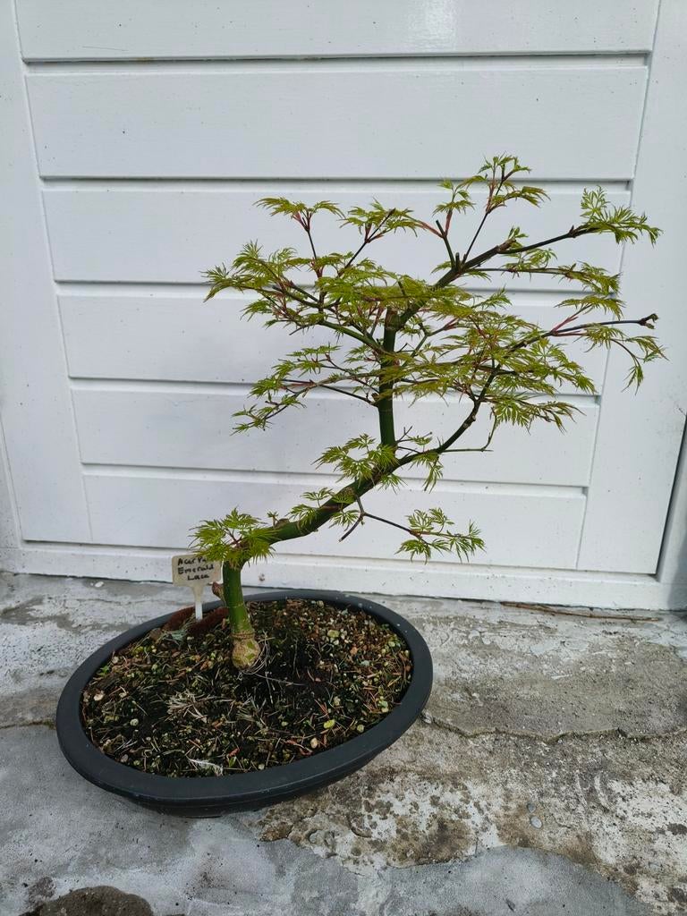 Bonsai Acer palmatum Emerald lace, Ophalen, Bloeit niet, Overige soorten, Halfschaduw