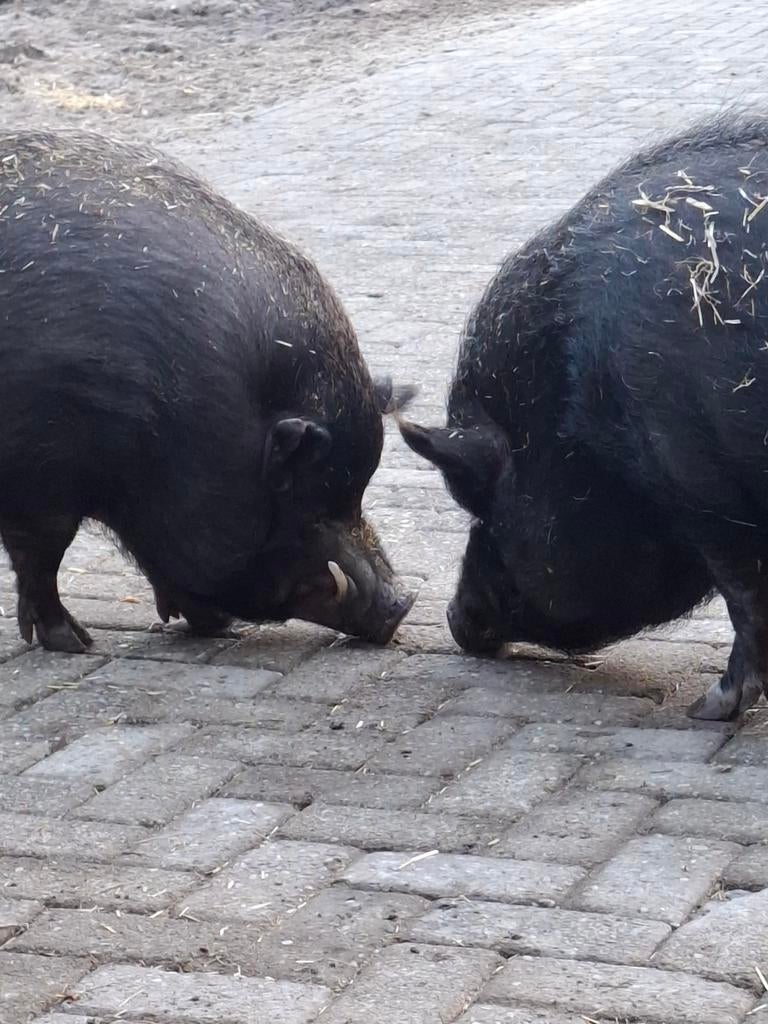 2 lieve tamme göttinger varkentjes zoeken nieuw thuis!!, Dieren en Toebehoren, Mannelijk, Varken