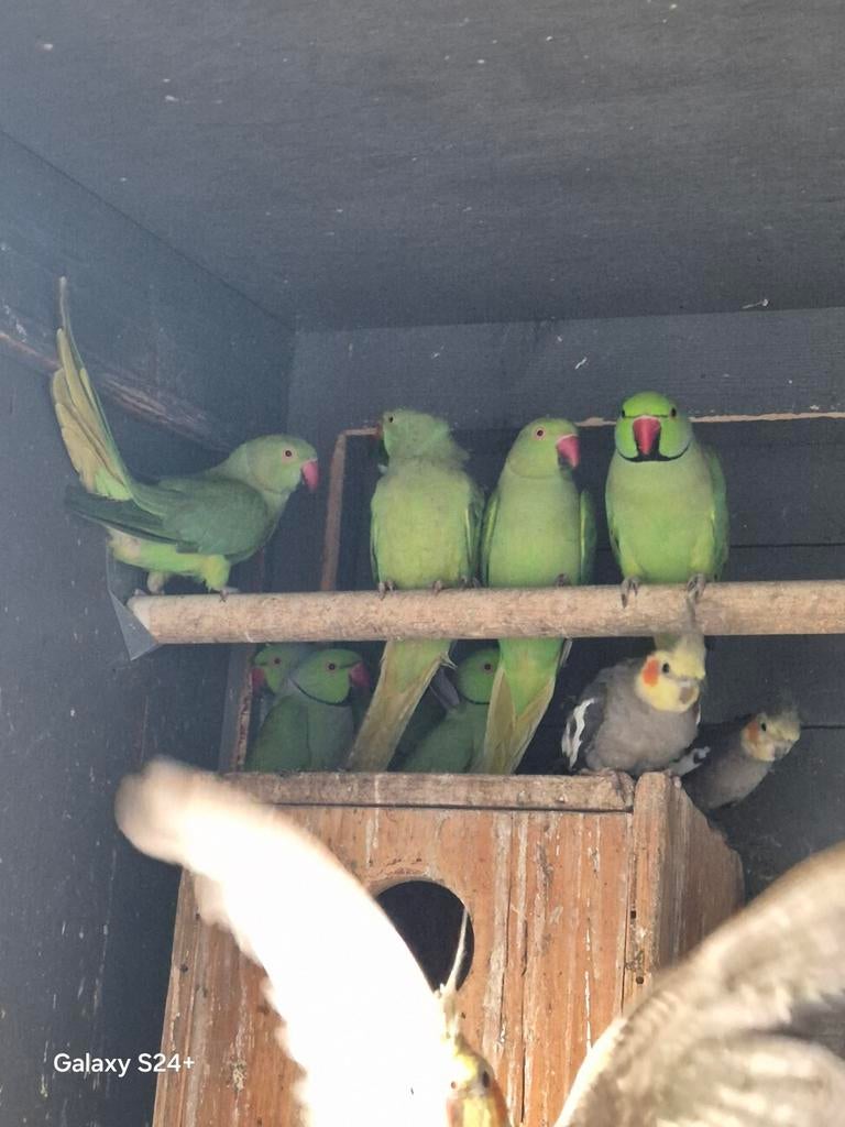Halsbandparkiet, Dieren en Toebehoren, Vogels | Parkieten en Papegaaien, Meerdere dieren, Parkiet