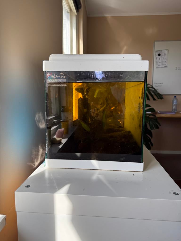 Aquarium inclusief 5 vissen, pomp en zuurstof toevoeger, Ophalen, Gebruikt, Inclusief planten, Aquatlantis