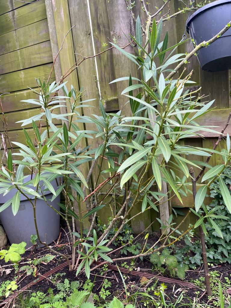 OLEANDERS  97cm,93cm,151cm,161cm,113cm,, Volle zon, Vaste plant, Zomer, Ophalen